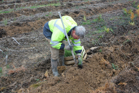 plantation actu