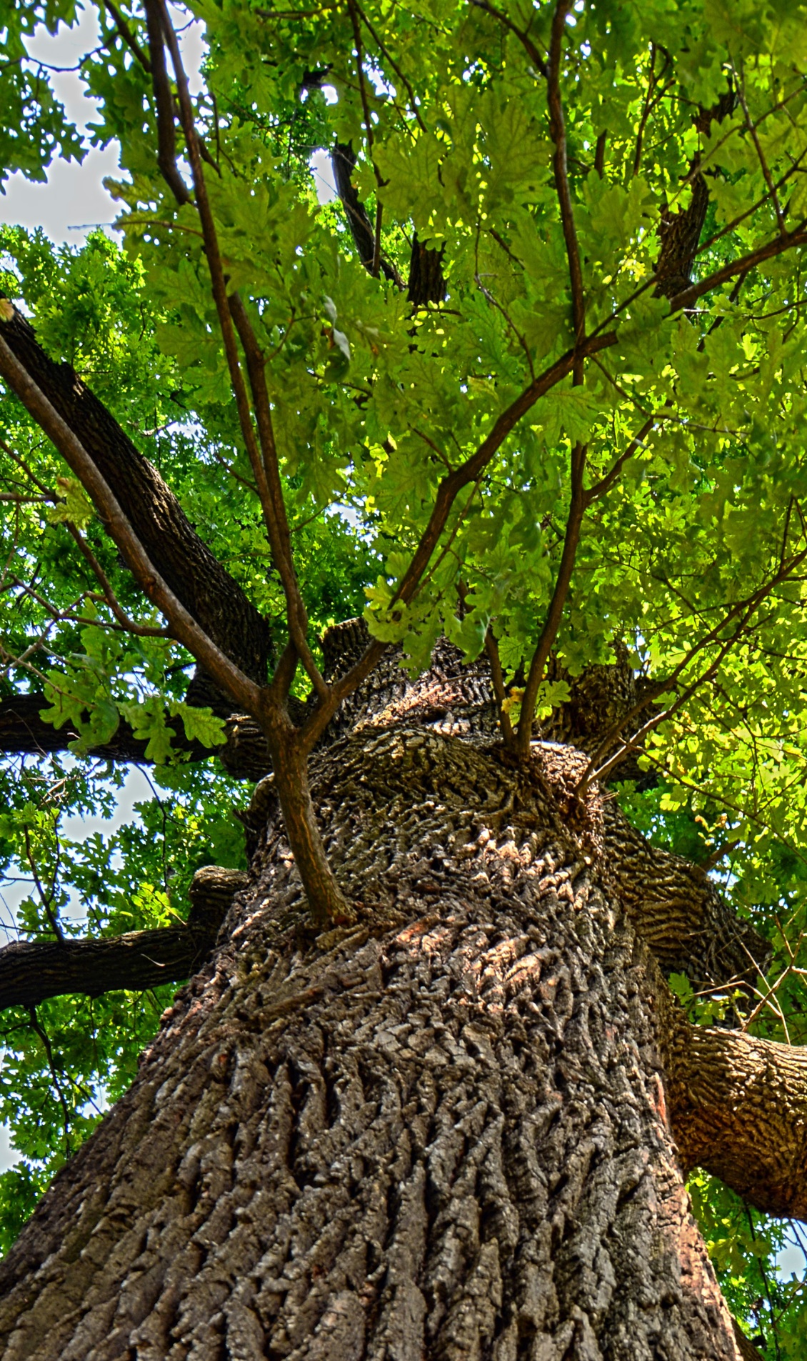 Design sans titre - 1