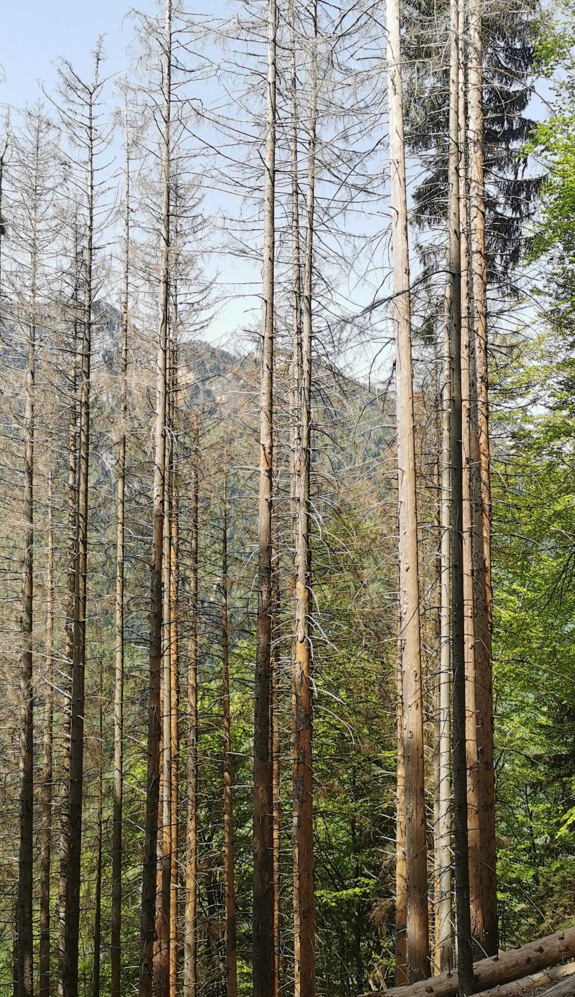 Design sans titre - 1